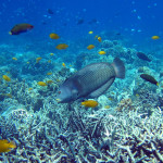 Mactan Island Hopping Day Tour