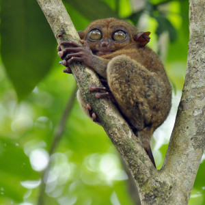 Bohol Countryside Tour
